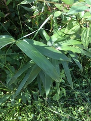 Pseudosasa japonica