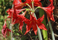 Hippeastrum hybridum