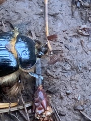 Pleocoma dubitabilis dubitabilis