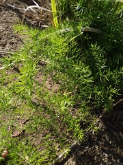 Asparagus aethiopicus