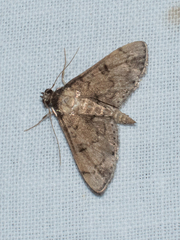 Nacoleia charesalis