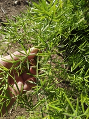 Asparagus aethiopicus