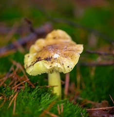 Tricholoma equestre