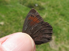 Erebia pronoe