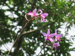 Laelia anceps