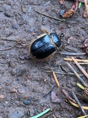 Pleocoma dubitabilis dubitabilis