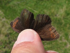 Erebia pronoe