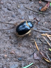 Pleocoma dubitabilis dubitabilis