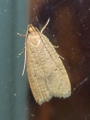 Psilocorsis reflexella