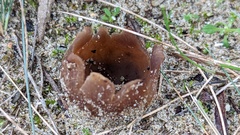 Peziza ammophila