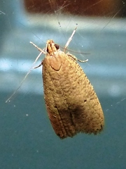 Psilocorsis reflexella