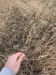 Sorghastrum