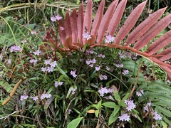Epidendrum fimbriatum