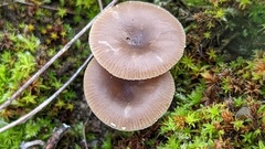 Clitocybe barbularum