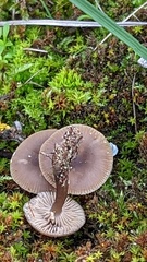 Clitocybe barbularum