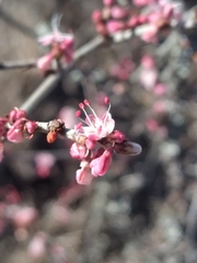 Eriogonum wrightii dentatum