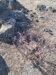 Eriogonum wrightii dentatum