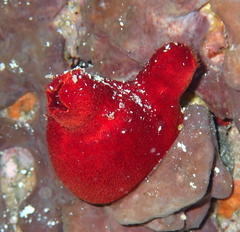 Halocynthia papillosa