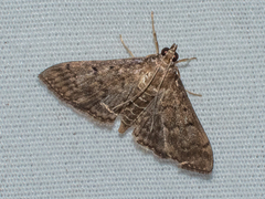 Herpetogramma phaeopteralis