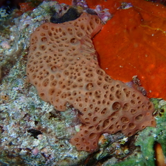 Hemimycale columella