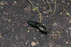 Chalcolepidius lenzi