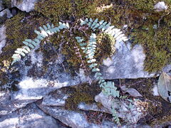 Asplenium resiliens