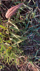 Asclepias asperula