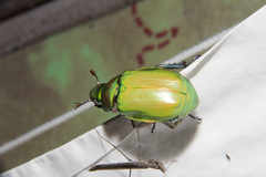 Chrysina beyeri