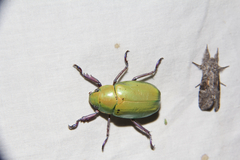 Chrysina beyeri