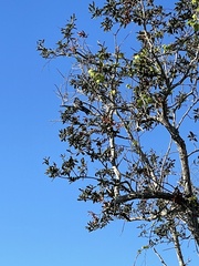 Aphelocoma coerulescens