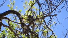 Glaucidium gnoma