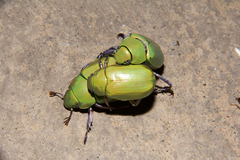 Chrysina beyeri