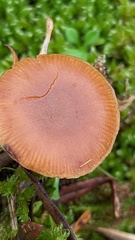 Galerina uncialis