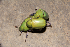 Chrysina beyeri