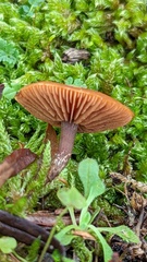 Galerina uncialis