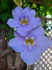 Thunbergia grandiflora