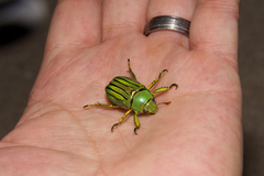 Chrysina gloriosa