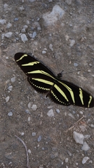 Heliconius charithonia vazquezae