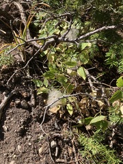 Clematis occidentalis grosseserrata