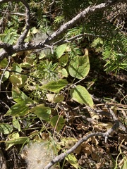 Clematis occidentalis grosseserrata