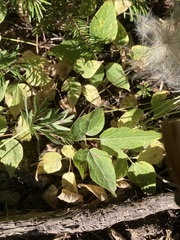 Clematis occidentalis grosseserrata