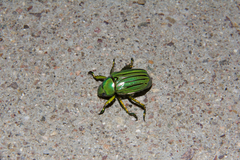 Chrysina gloriosa