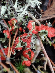 Cladonia floerkeana