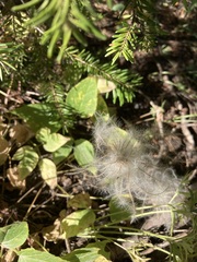 Clematis occidentalis grosseserrata