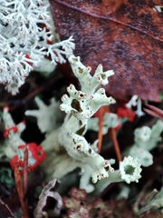 Cladonia floerkeana