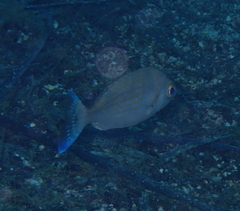 Spondyliosoma cantharus