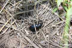 Calosoma peregrinator
