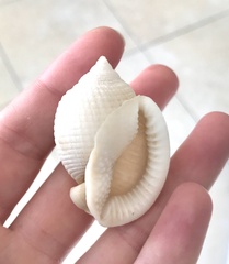 Semicassis granulata