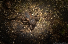 Methidrysis afflicta