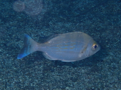 Spondyliosoma cantharus